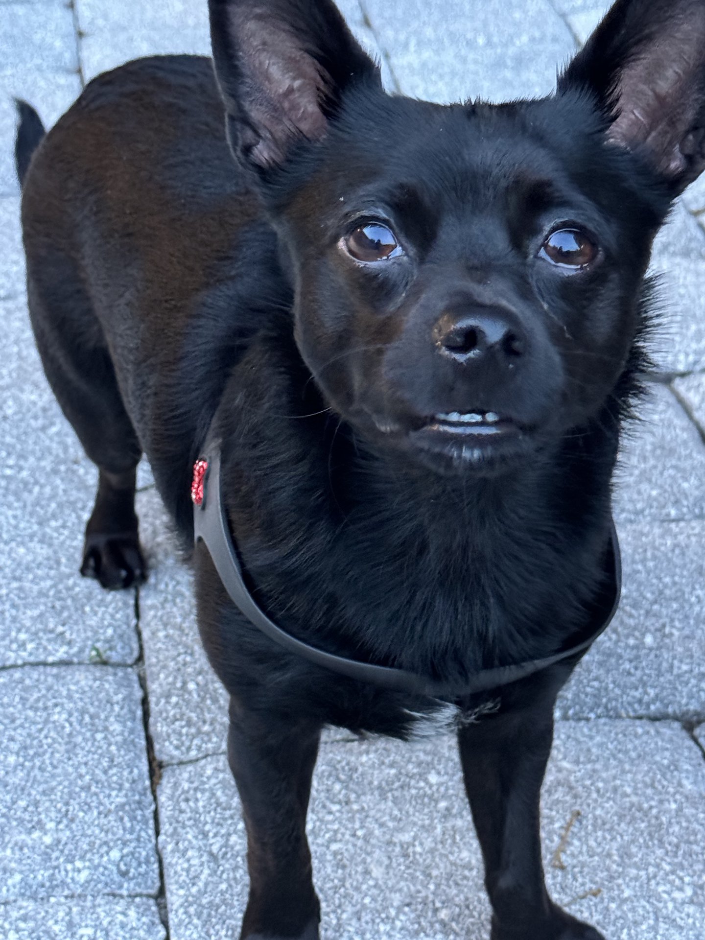 Bruno